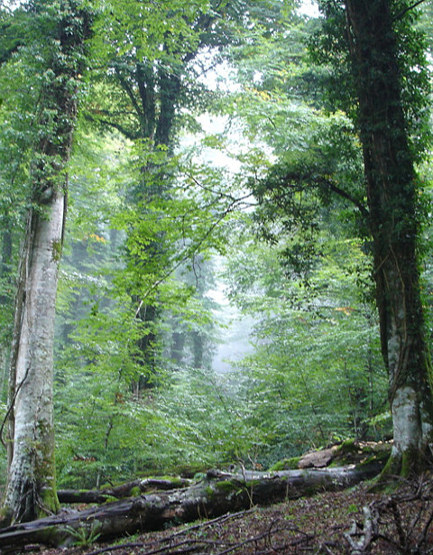 Beech forest, Gargano National Park, Italy (Daniel Vallauri, WWF France)