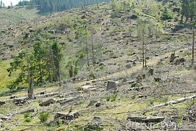 The threat of logging is still widespread