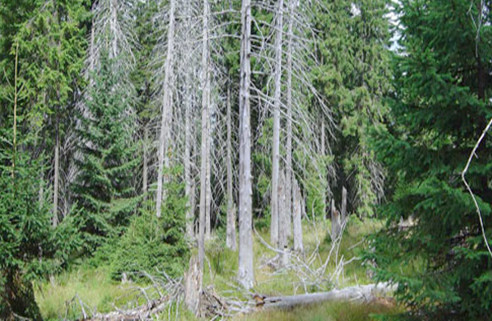 The goal: keeping this natural process away from commercial forestry